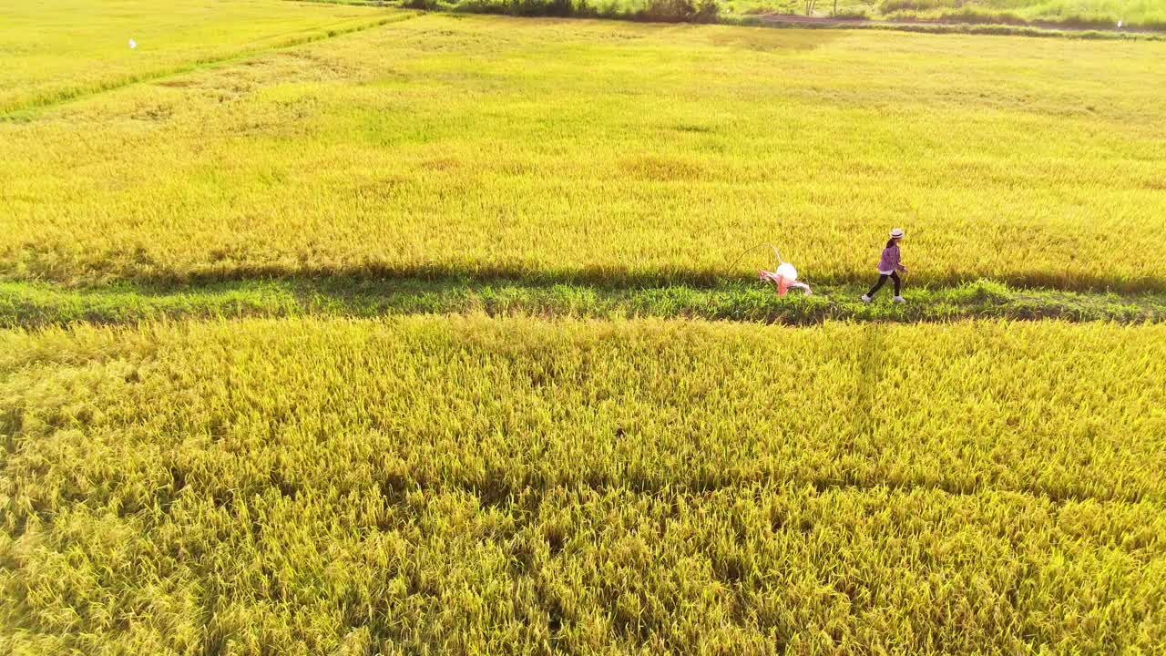 鸟瞰图:一名亚洲妇女看着泰国金色的稻田，展示着丰富的农产品和美丽的乡村风光。视频下载