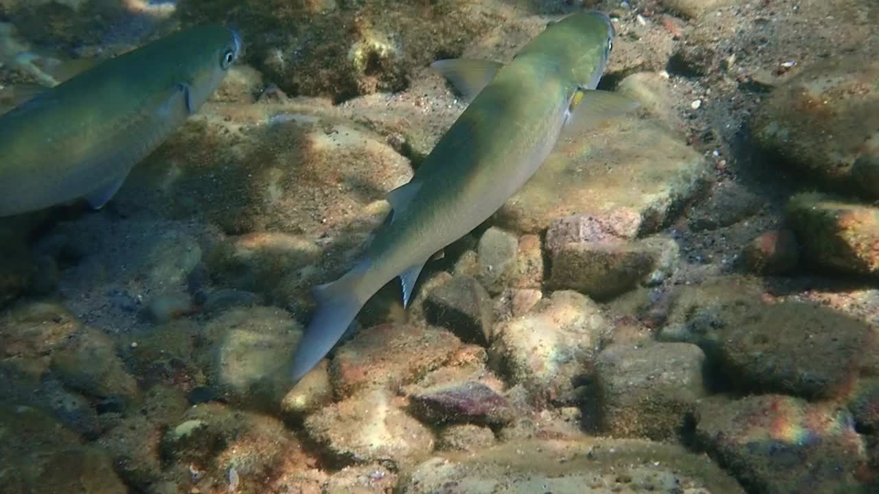 学校的灰鲻鱼是寻找食物的，学名是Mugil cephalus，红海视频素材