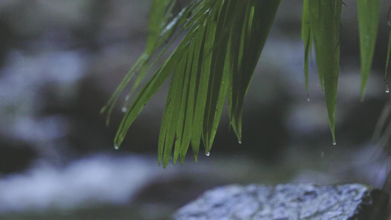 雨林的景象，水从蕨类植物在微风中滴落视频下载