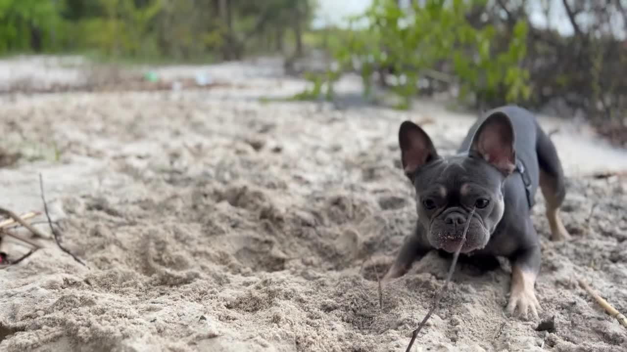 森林里的法国斗牛犬视频下载