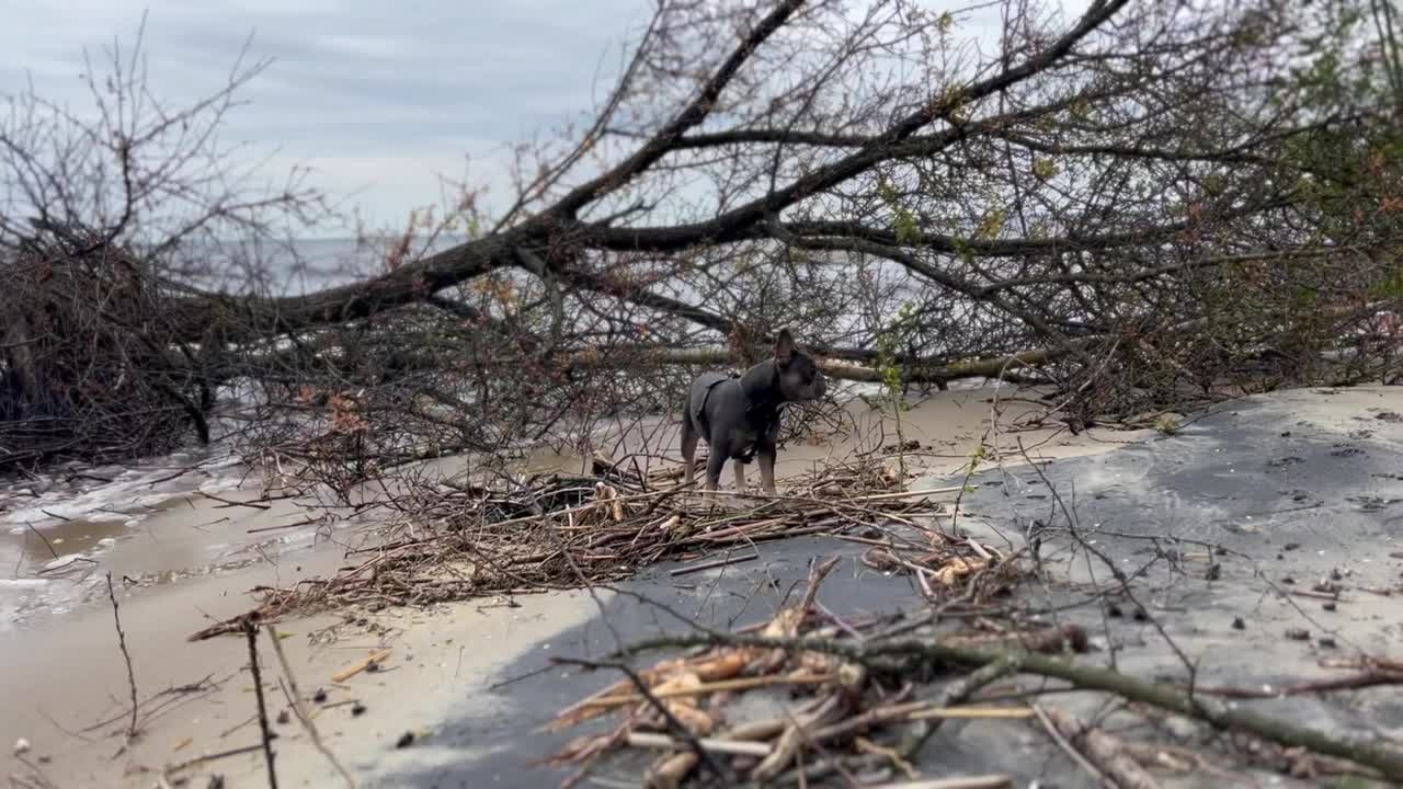 海滩上的法国斗牛犬视频下载