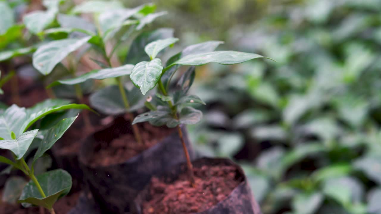 咖啡种植园。视频素材