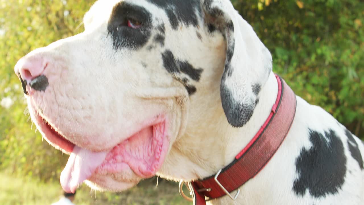 大型黑白大丹犬警惕地站在农场。视频下载