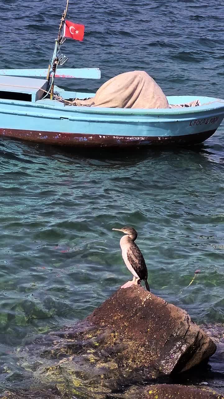 一只鸬鹚站在海上的一块岩石上，旁边有一只小船视频下载