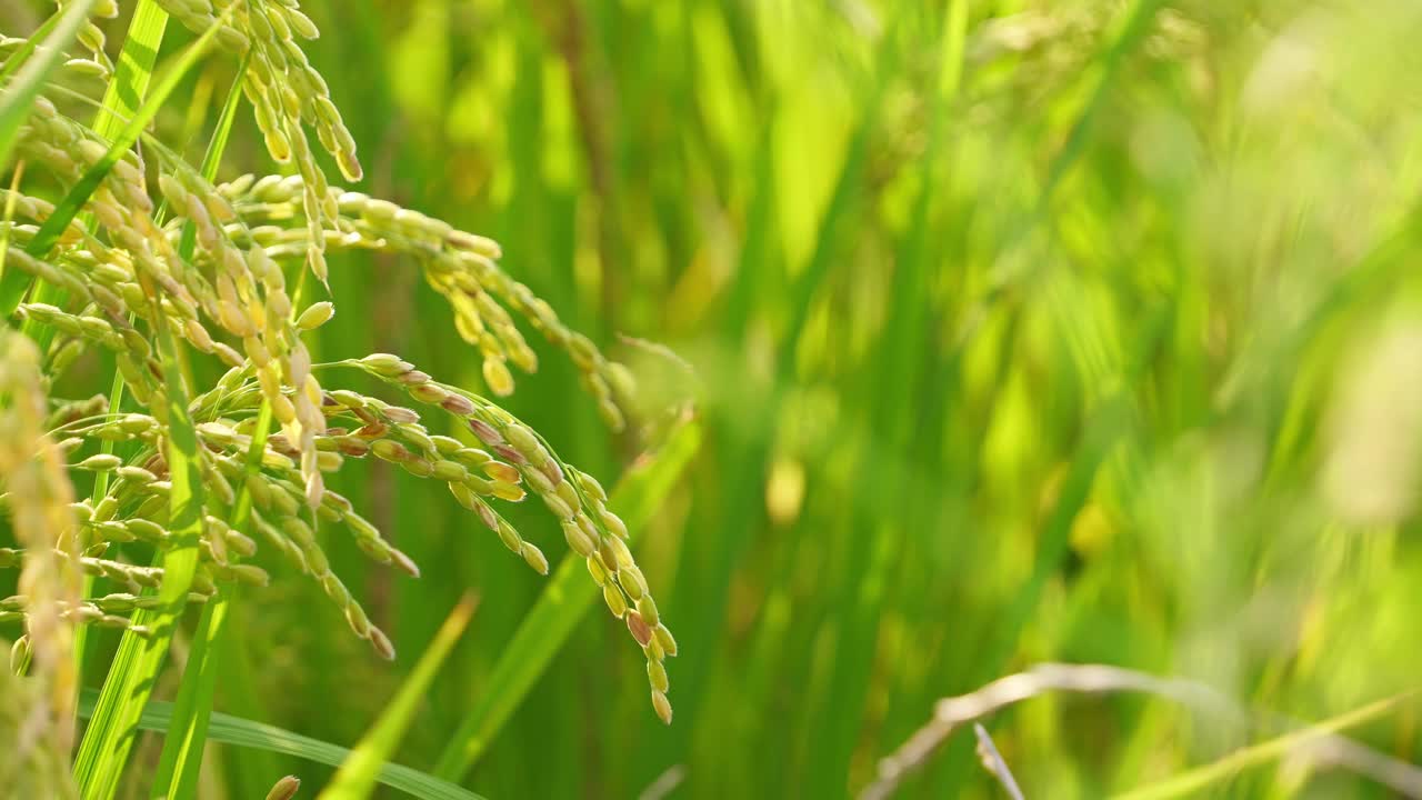 秋日黄昏时稻田里的稻穗视频下载