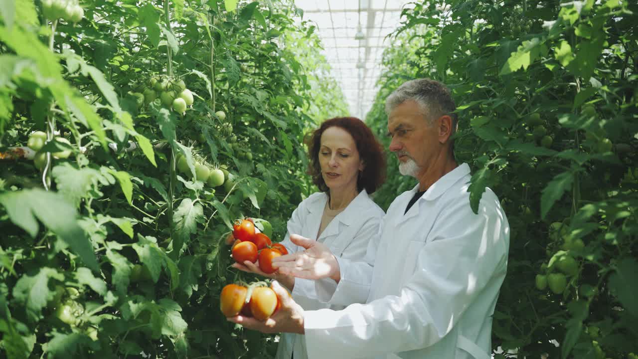 植物学家在一个现代化的温室里检查摘下来的红番茄。探讨温室栽培番茄的生长与品质。水培农业。种植蔬菜的科学农业视频下载