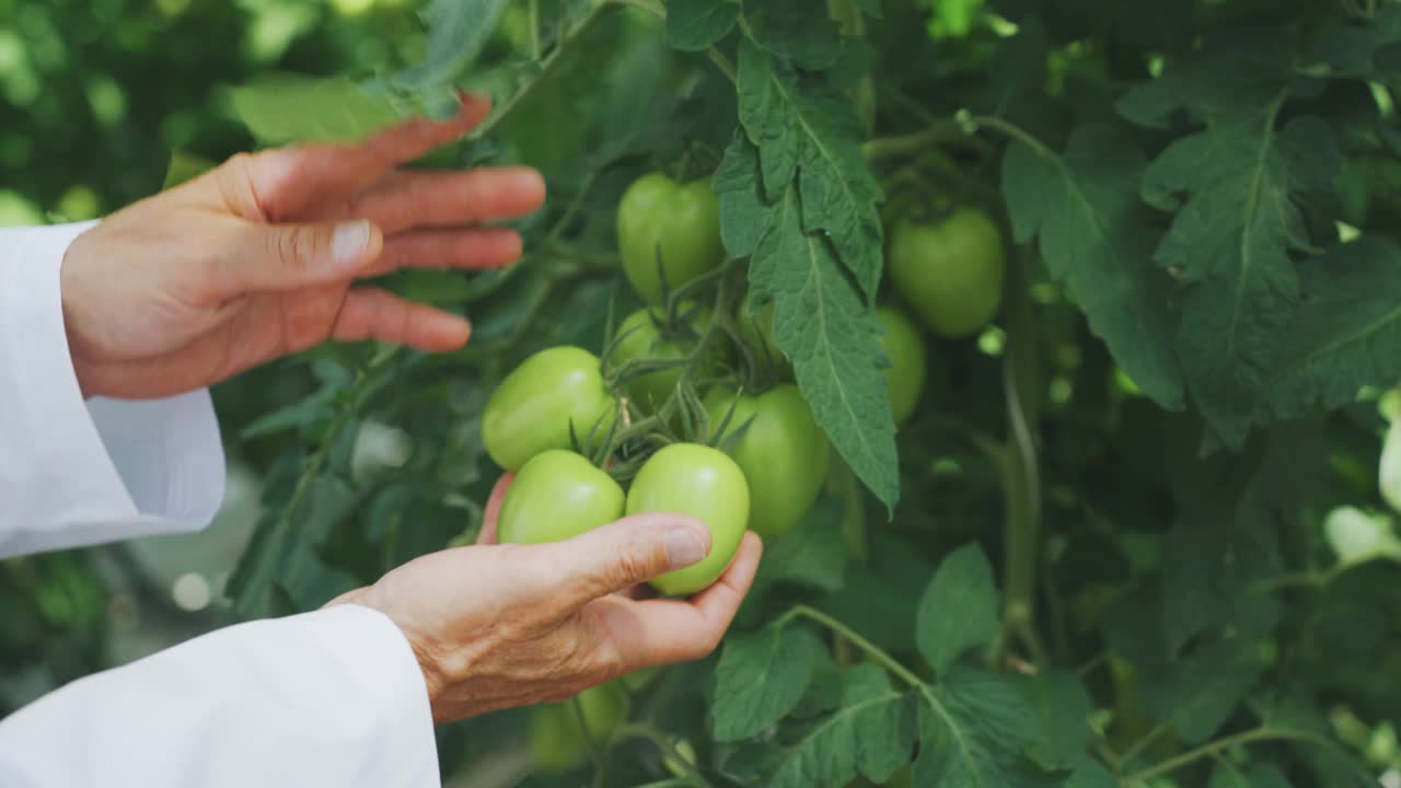 生物学家的手小心地触摸着长在枝繁叶茂的植物上的一串西红柿。植物学家，生物学家检查温室里种植的西红柿的病虫害。特写镜头。农业概念视频下载