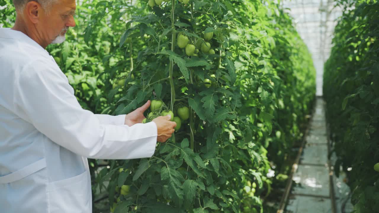 生物学家，温室员工触摸一束绿色的，未成熟的西红柿生长在植物茂盛的叶子。检查番茄是否有疾病。利用水培灌溉系统在温室栽培番茄视频素材