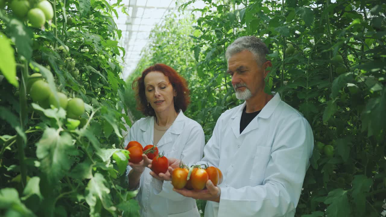 检查温室番茄的质量。温室工人、生物学家手里拿着一串串成熟的红番茄。讨论不同的品种，闻闻西红柿。农业水培耕作。视频下载