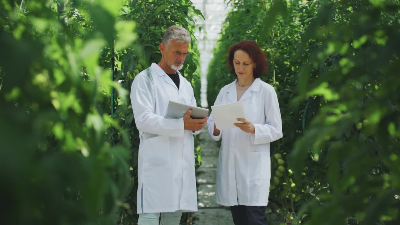 生物学家，科学家讨论番茄，温室蔬菜的生长，提高温室番茄产量的方法。农业科学。科学研究，番茄新品种视频素材