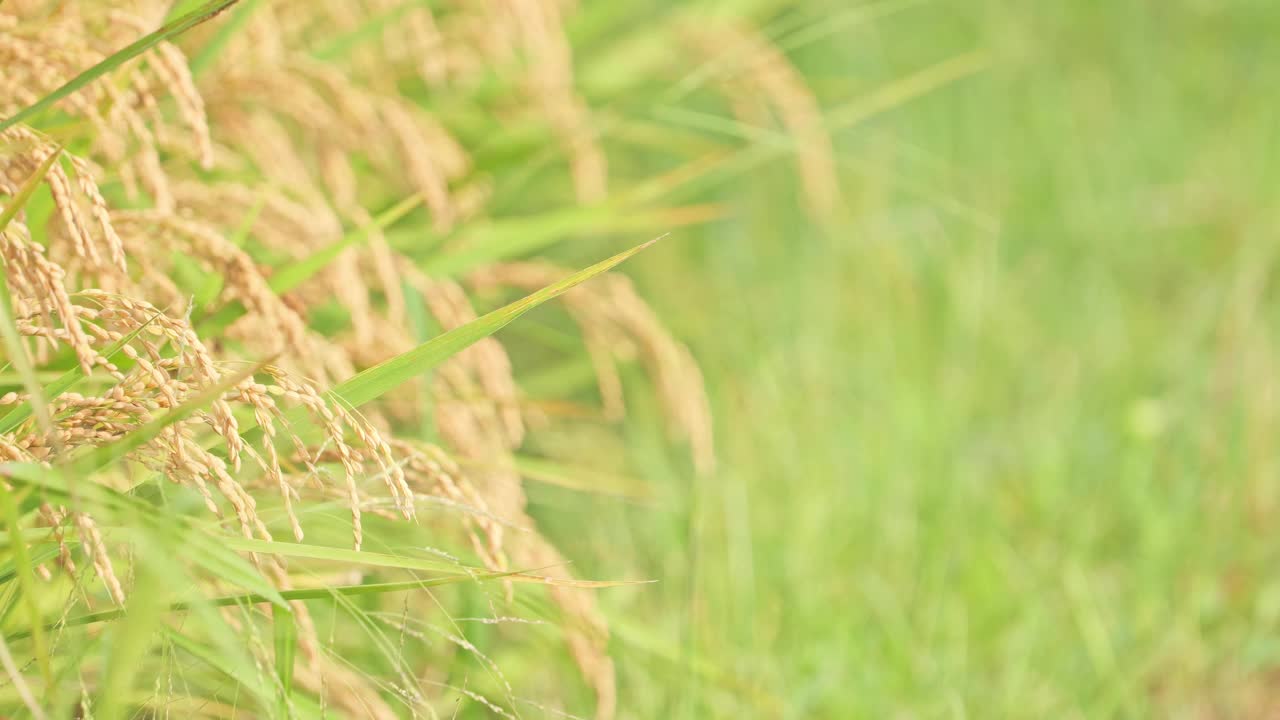 稻田里的水稻，成熟的稻谷，亚洲稻。视频下载