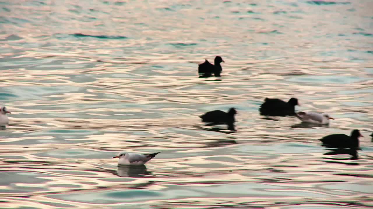 海鸥和鸬鹚在海里休息视频下载