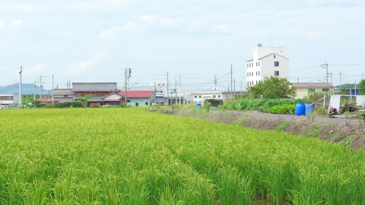 秋日稻田，蓝天视频下载