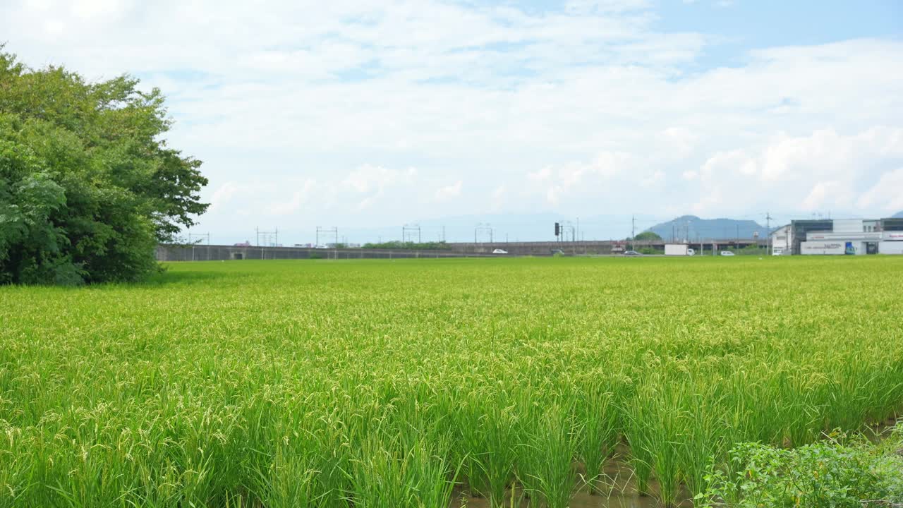 秋日稻田，蓝天视频下载