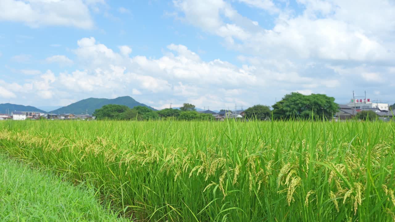 秋日稻田，蓝天视频下载