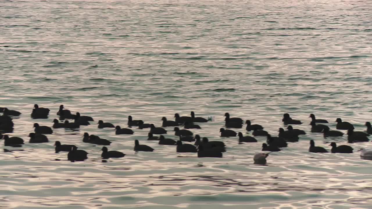 鸬鹚在海中涉水，塑料瓶里的水在海中流淌视频素材