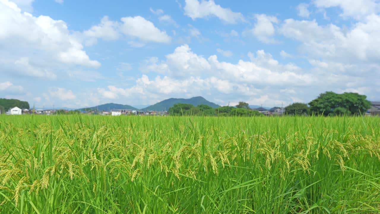 秋日稻田，蓝天视频下载