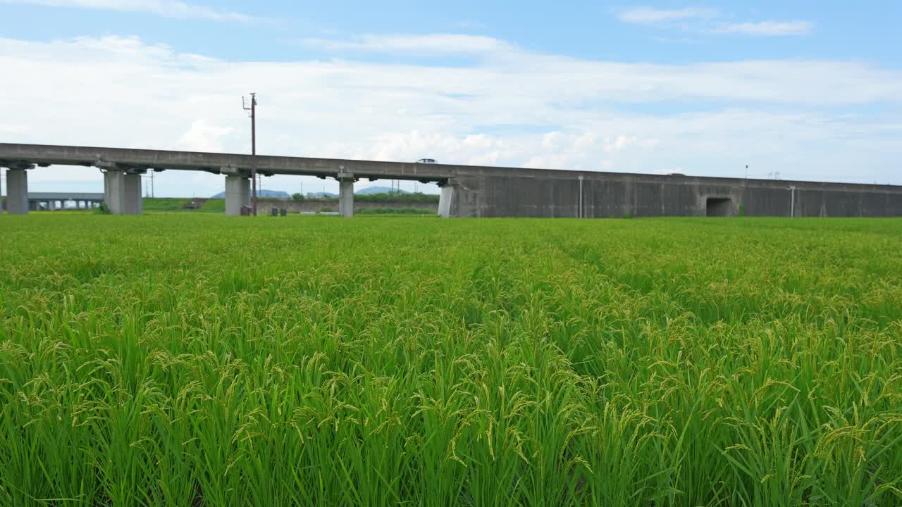 秋日稻田，蓝天视频下载