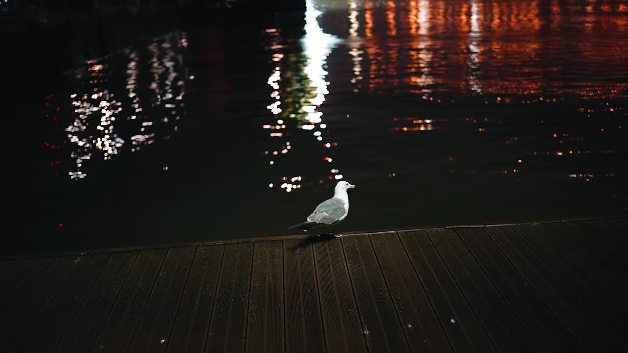 在一个美丽的夜晚，一只大海鸥在一个大城市的木制码头上漫步。在港口拍摄视频下载