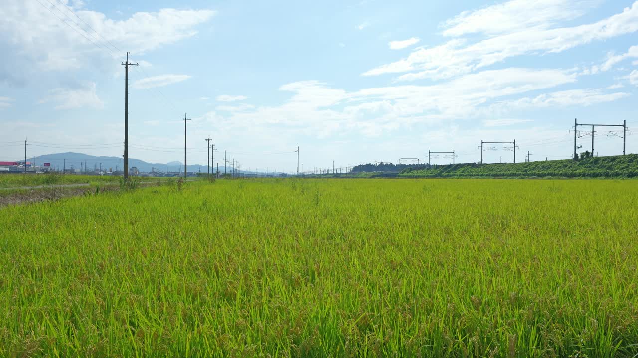 秋日稻田，蓝天视频下载