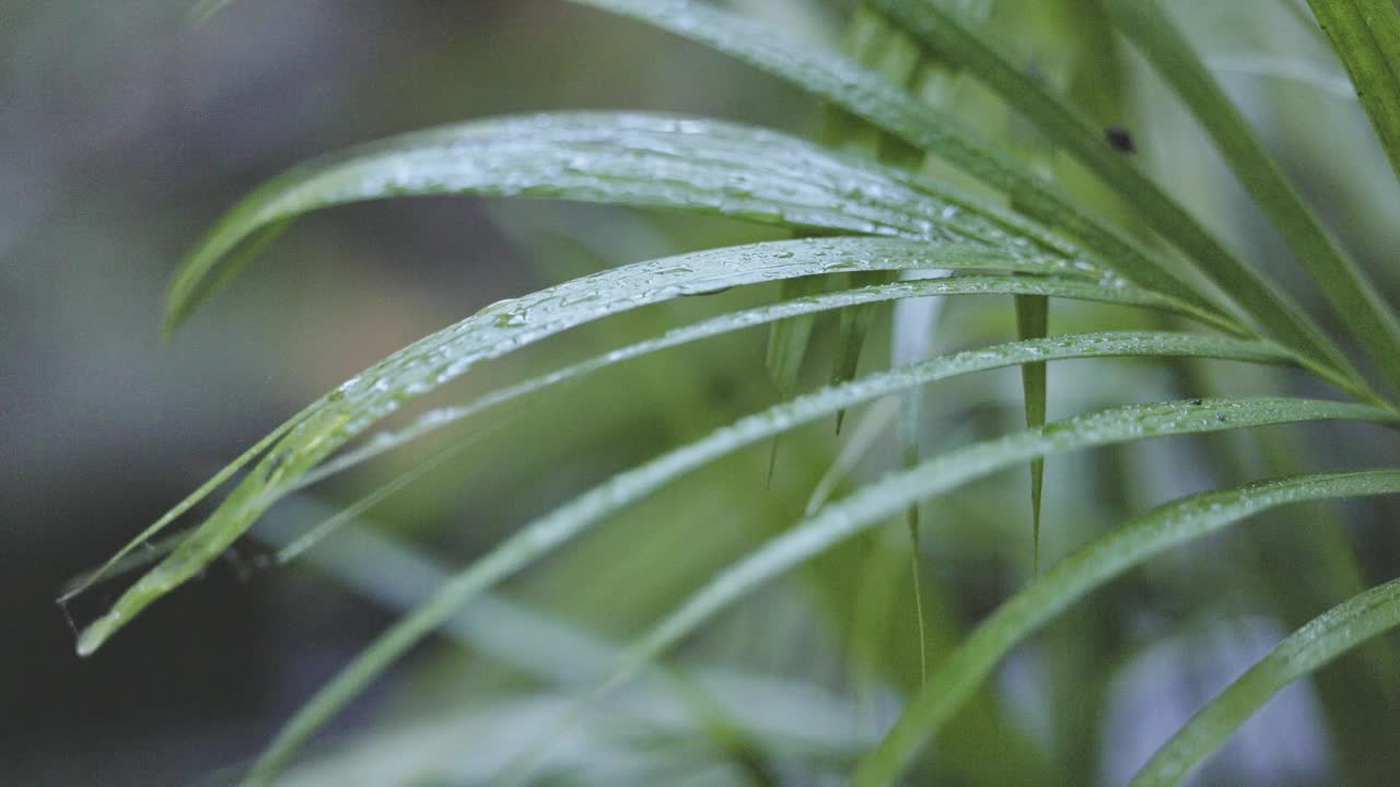 雨林的景象，水从蕨类植物在微风中滴落视频素材