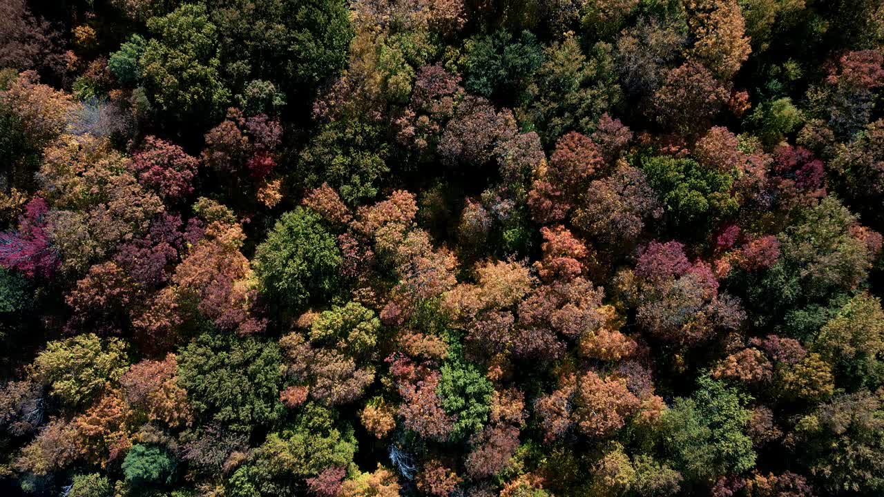 加拿大魁北克省秋季多色北方森林和劳伦山景观鸟瞰图视频下载