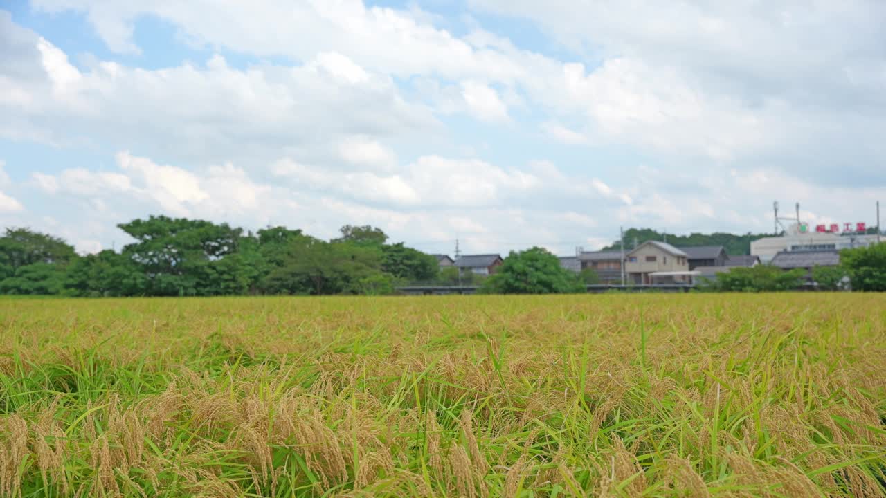 稻田里的稻穗收割前，秋高气爽，天空蔚蓝视频下载