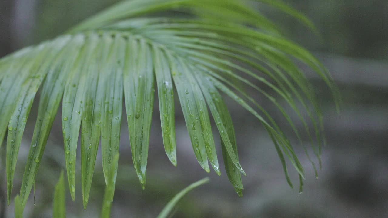 雨林的景象，水从蕨类植物在微风中滴落视频素材