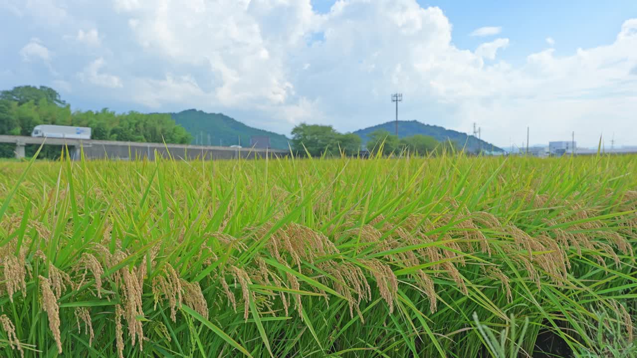 稻田里的稻穗收割前，秋高气爽，天空蔚蓝视频下载