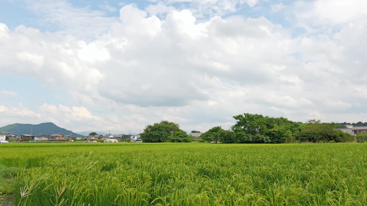 稻田里的稻穗收割前，秋高气爽，天空蔚蓝视频下载