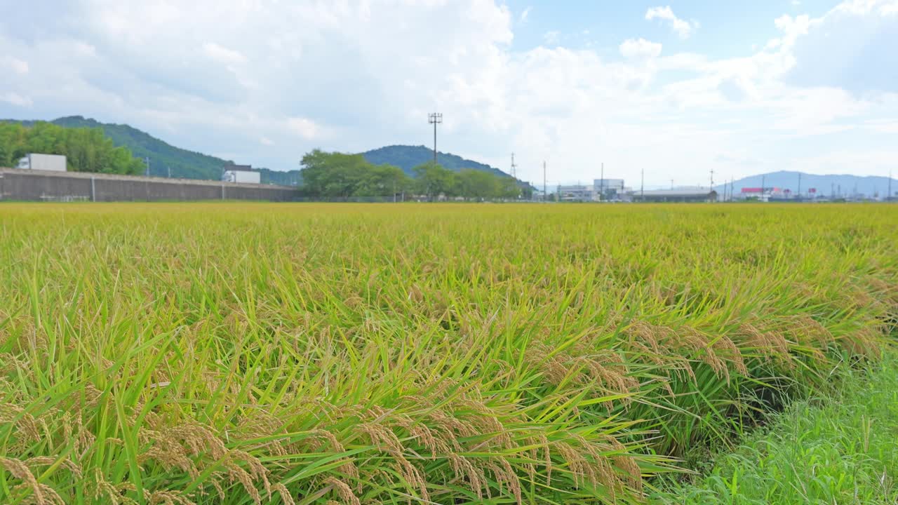 稻田里的稻穗收割前，秋高气爽，天空蔚蓝视频下载