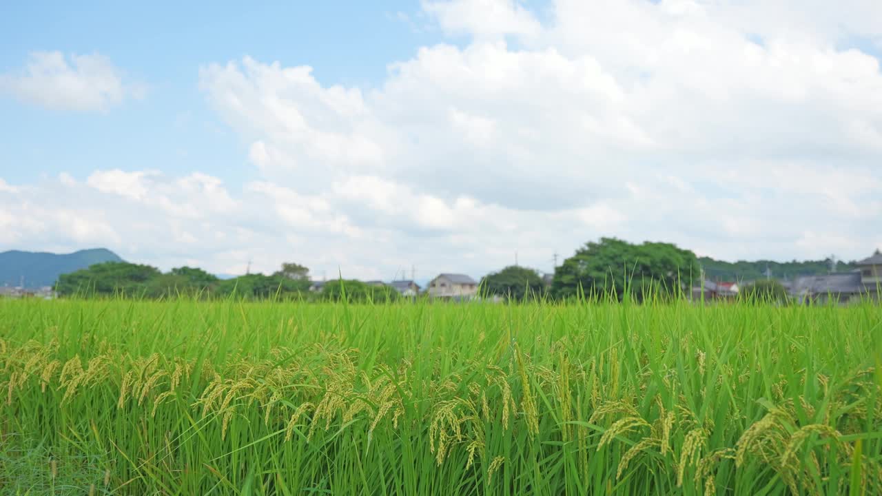 稻田里的稻穗收割前，秋高气爽，天空蔚蓝视频下载