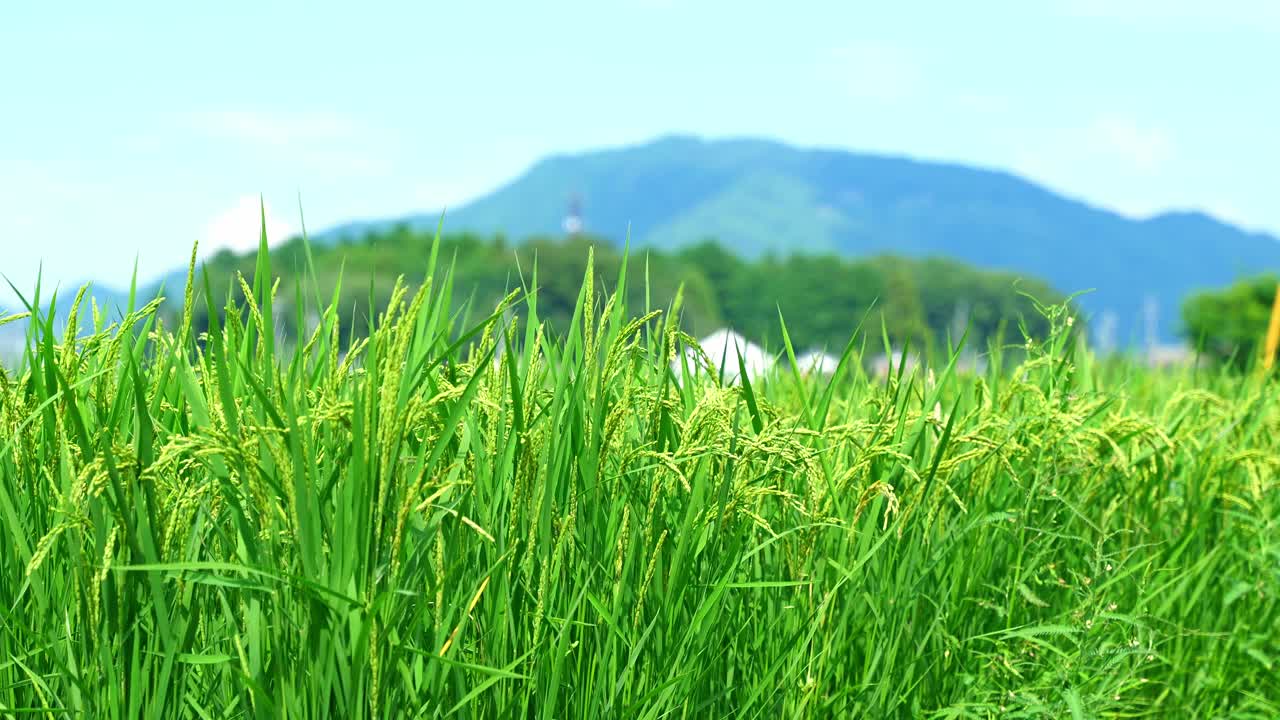 稻田里的稻穗收割前，秋高气爽，天空蔚蓝视频下载