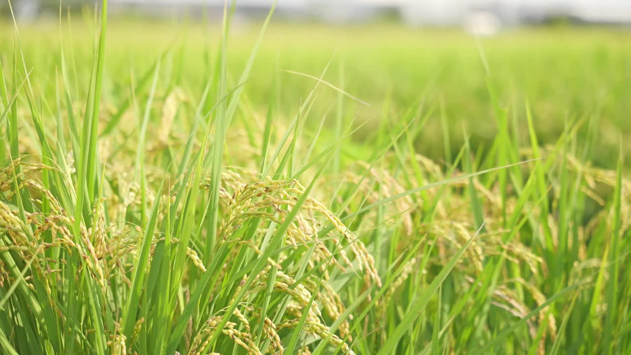 黄金稻苗特写，成熟的稻穗稻谷在收获季节视频下载