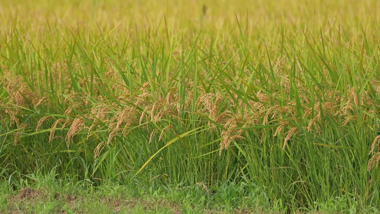 黄金稻苗特写，成熟的稻穗稻谷在收获季节视频下载