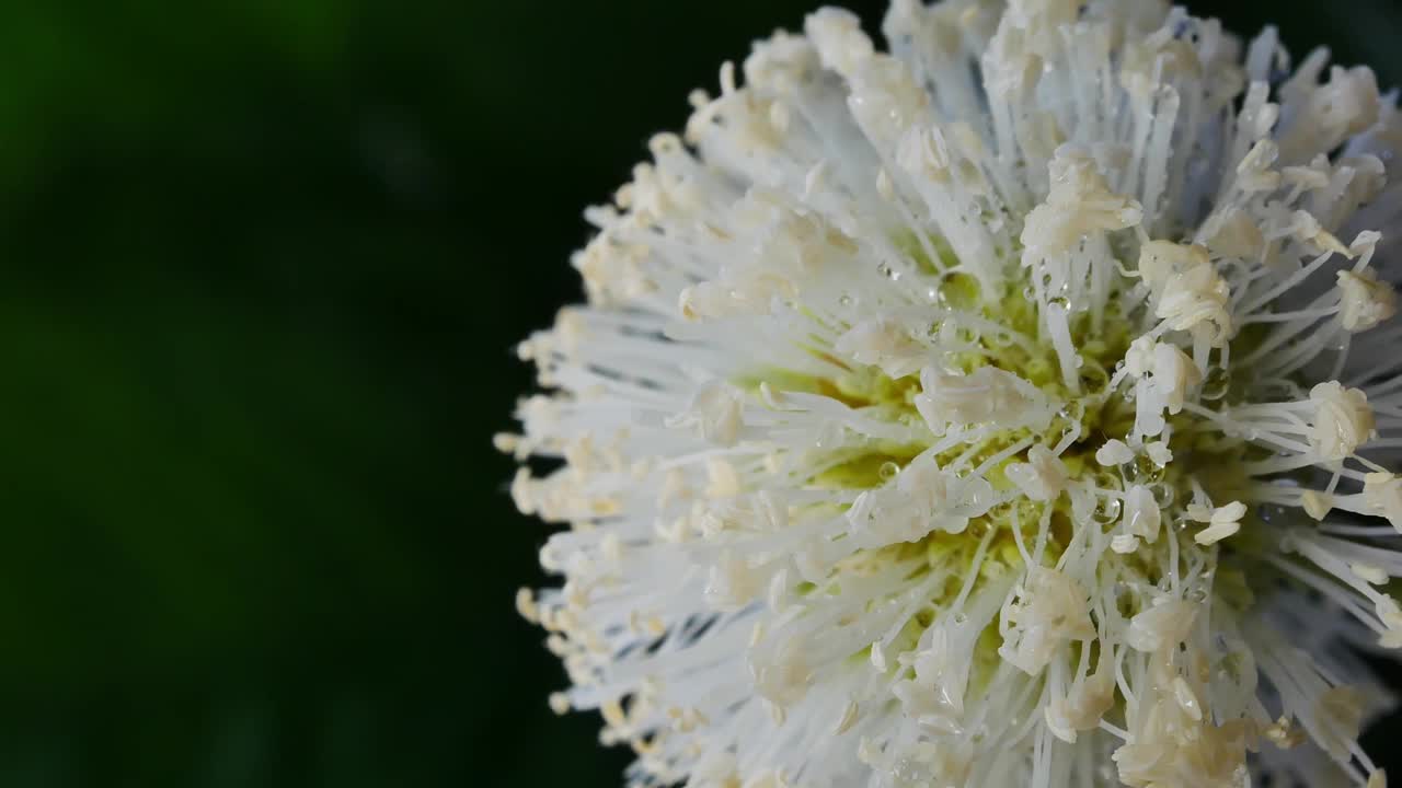 银合欢花特写，美丽的银合欢花柔软的白色花粉，自然背景。郁金香花束，春花微距拍摄，盛开的白色银合欢花背景，视频下载