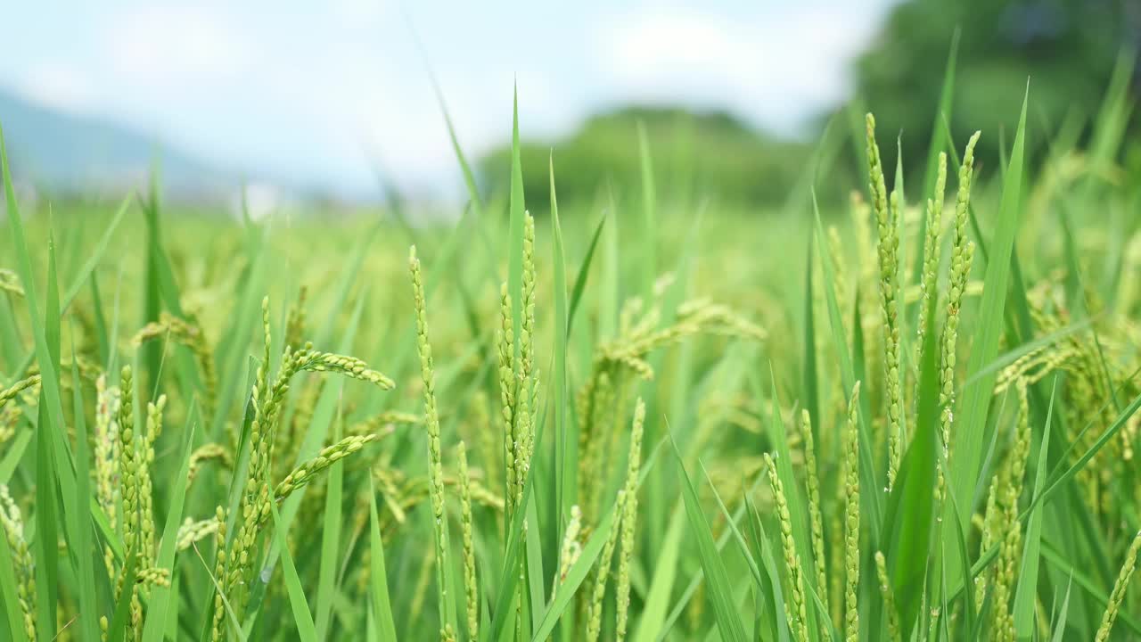 稻田里的水稻，成熟的稻谷，亚洲稻。视频下载