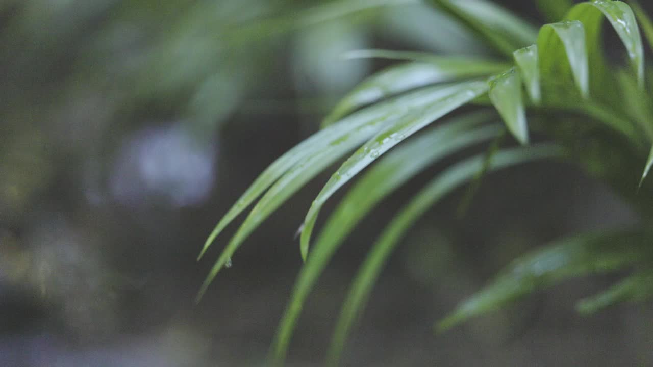 雨林的景象，水从蕨类植物在微风中滴落视频下载