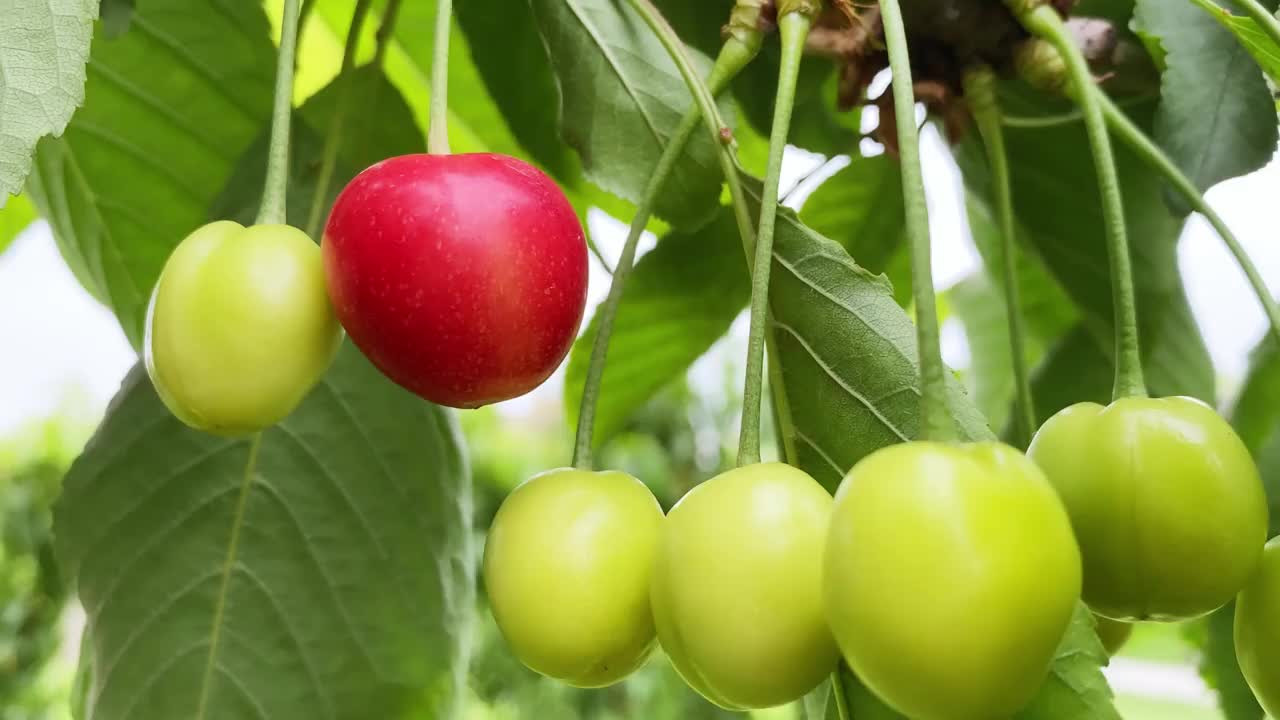 花园里树上的红色甜樱桃，靠近树枝上成熟的樱桃，视频下载