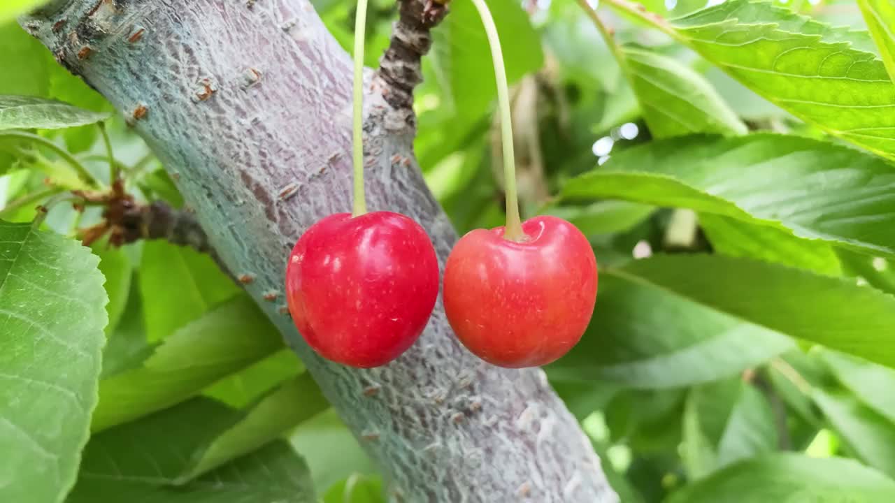 花园里树上的红色甜樱桃，靠近树枝上成熟的樱桃，视频下载