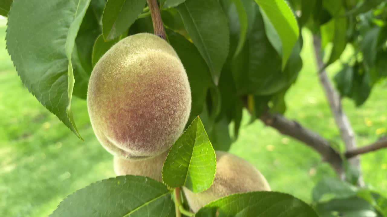 花园里树上的桃胎，桃枝的特写视频下载