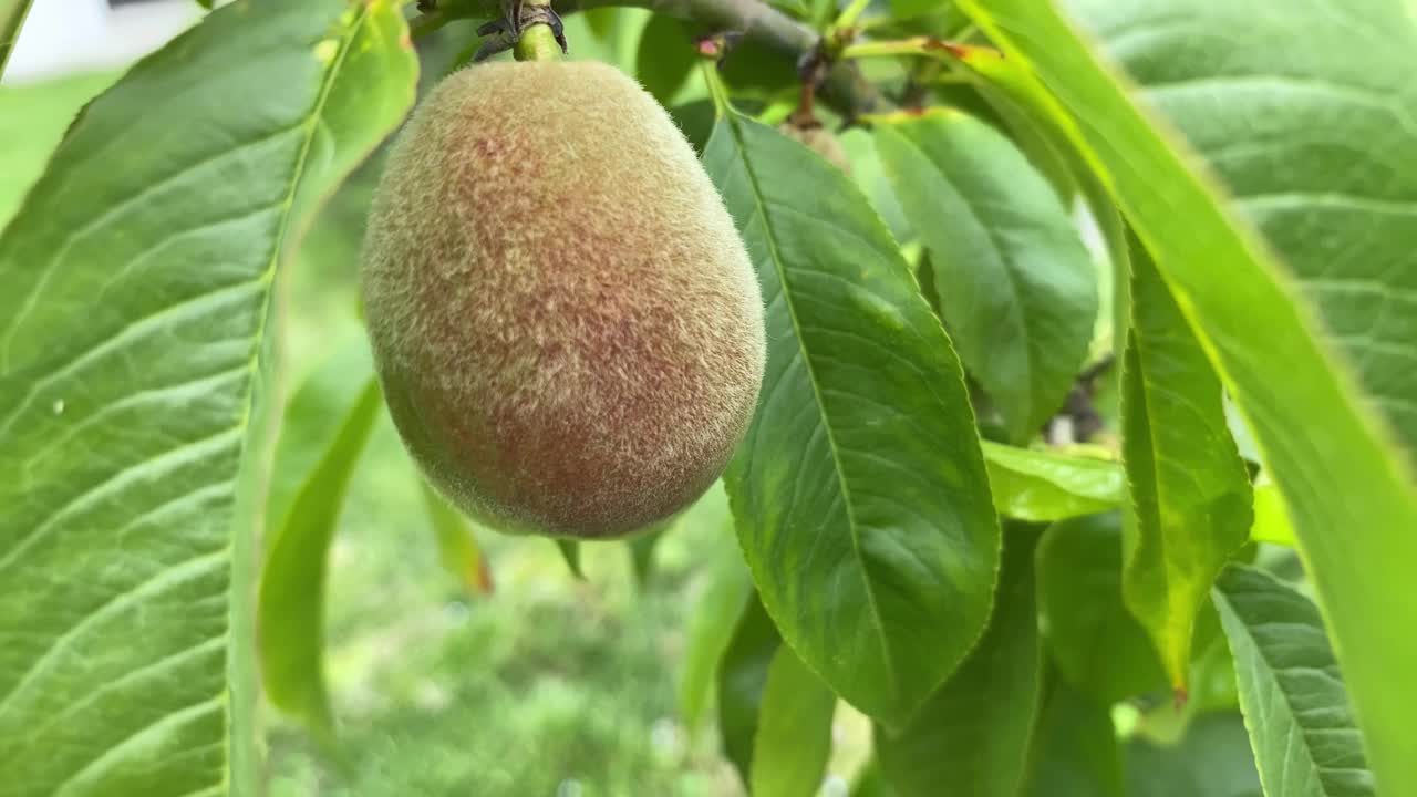 花园里树上的桃胎，桃枝的特写视频下载