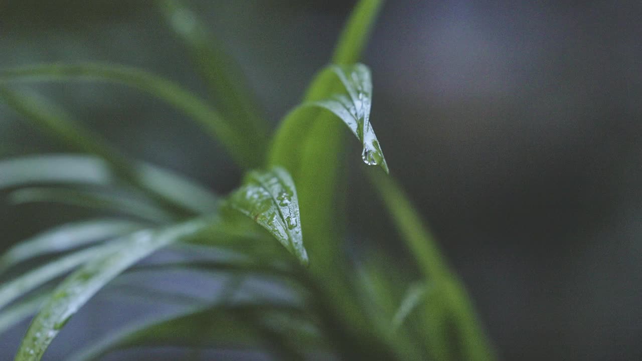 雨林的景象，水从蕨类植物在微风中滴落视频下载