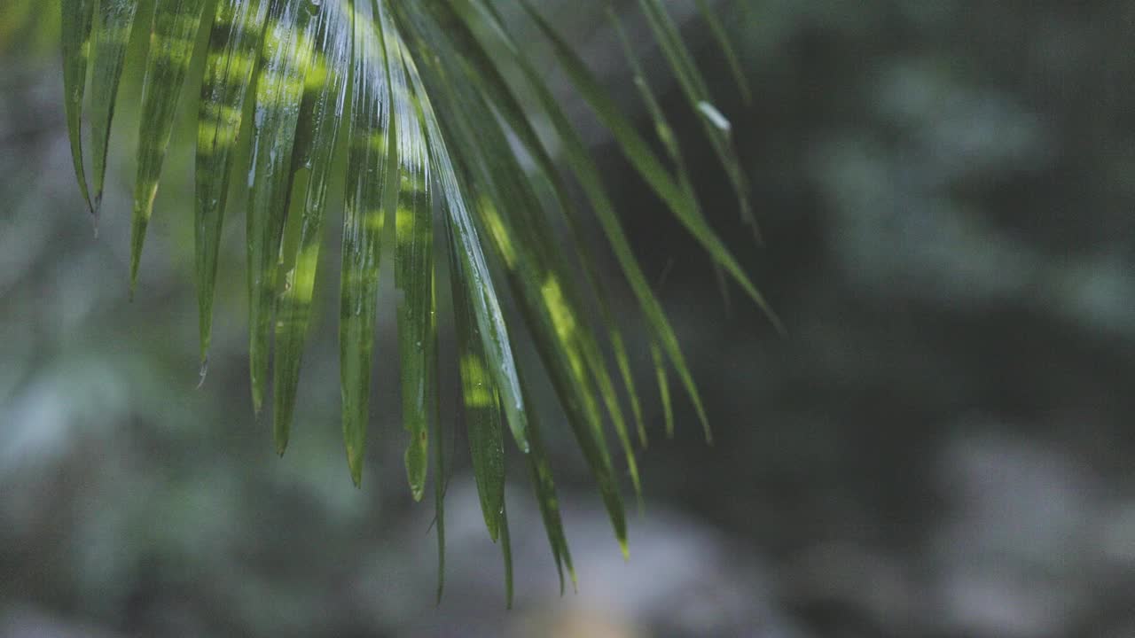 雨林的景象，水从蕨类植物在微风中滴落视频下载