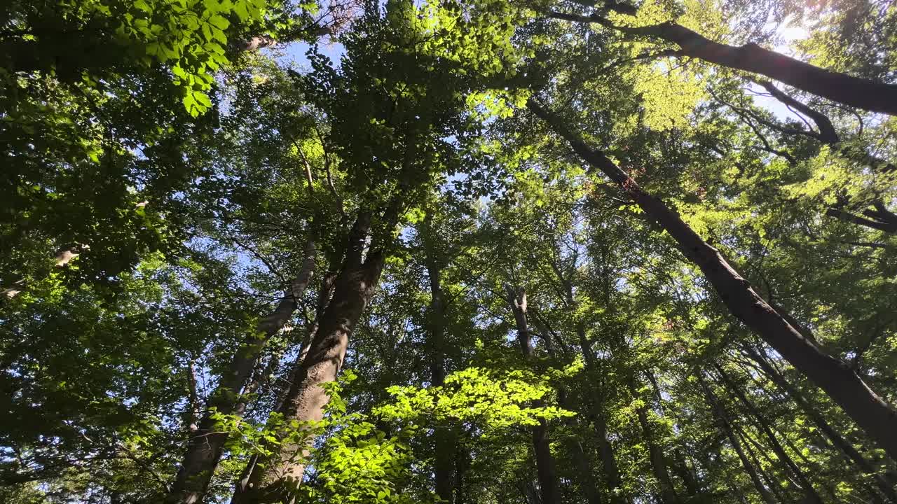 阳光穿过维纳瓦尔德森林的树梢视频素材