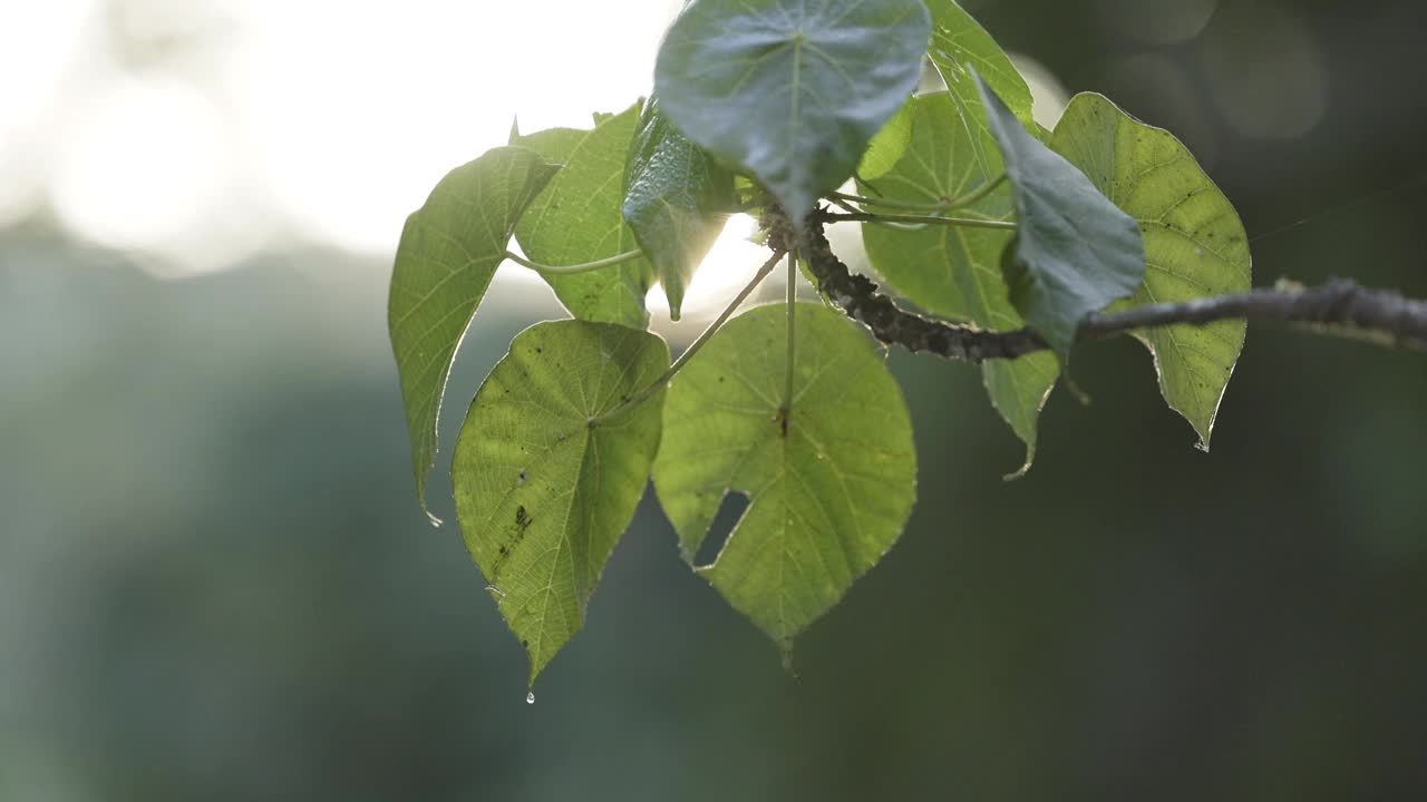 雨水从树叶上滴落的雨林景象视频下载