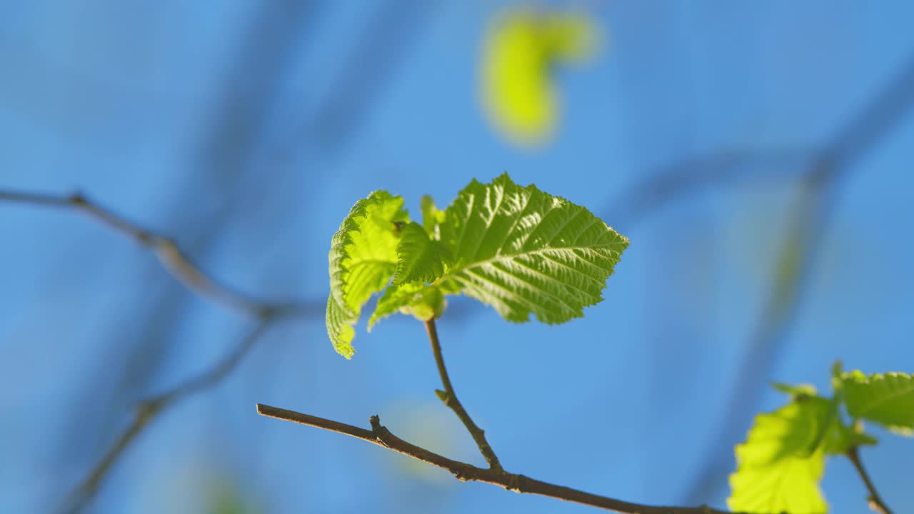 树叶树背景背光阳光。新鲜的绿色植物和美丽的蓝天为春天的背景。视频下载