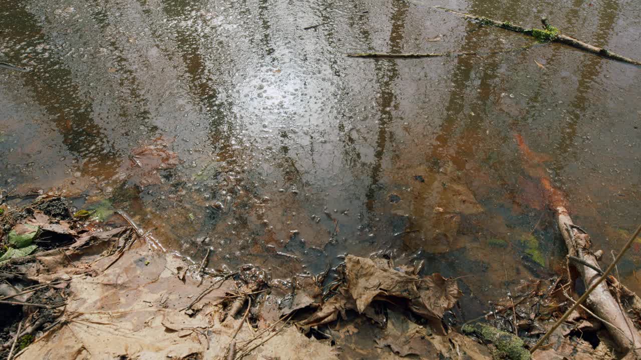 春天森林解冻。沼泽森林里的春水、洪水和雪。替身。视频下载