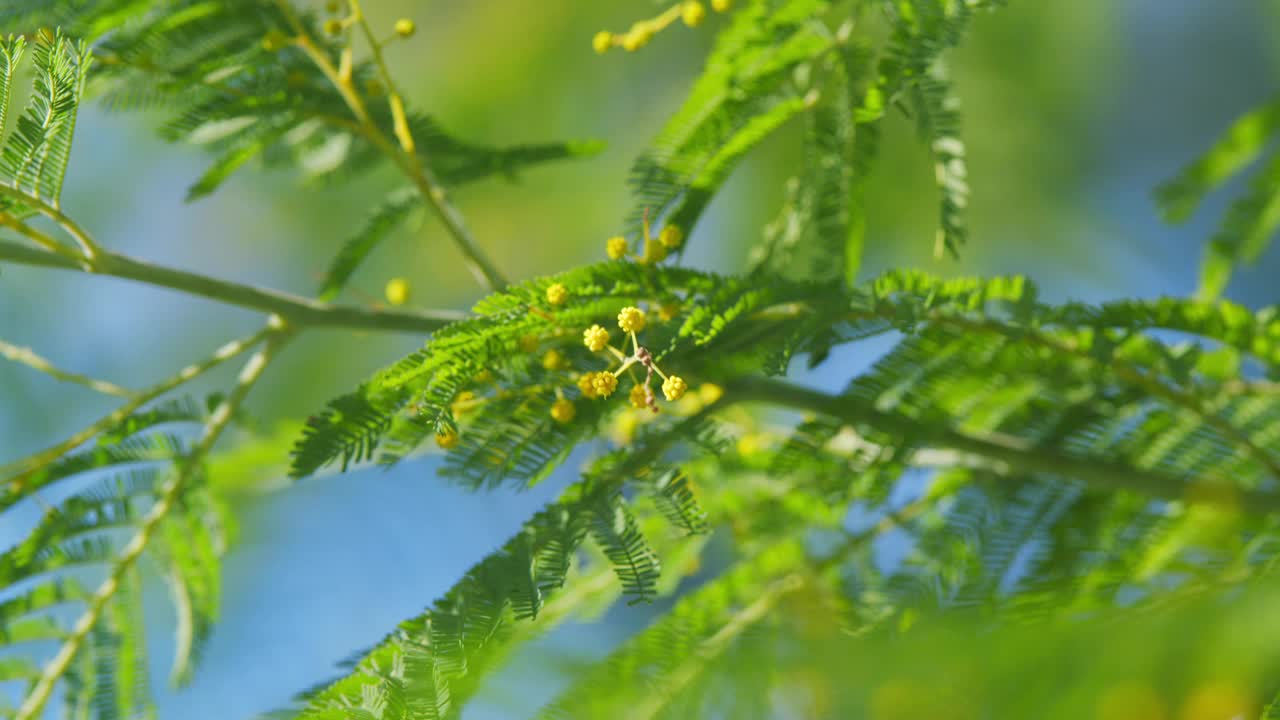 有黄色含羞草花或金合欢的枝。金花合欢树。不动。视频下载