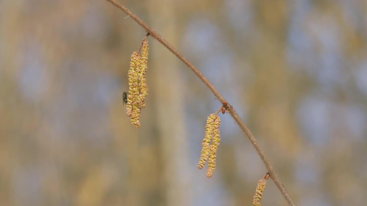 绿春林。春天的榛子开花的雌雄花。替身。视频下载